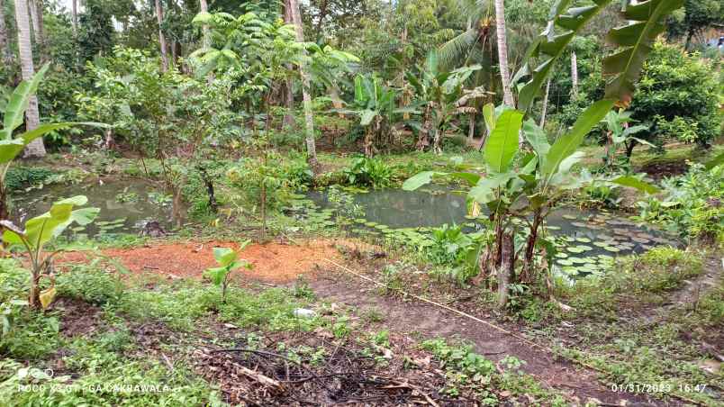 tanah di padang cermin pesawaran luas 2 4 hektar shm