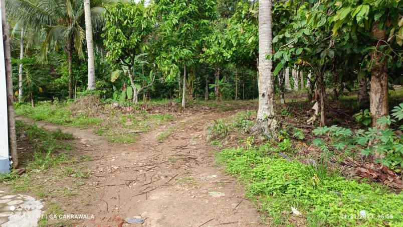 tanah di padang cermin pesawaran luas 2 4 hektar shm