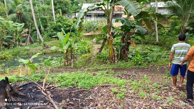tanah di padang cermin pesawaran luas 2 4 hektar shm