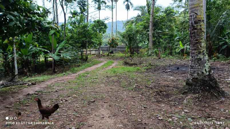 tanah di padang cermin pesawaran luas 2 4 hektar shm