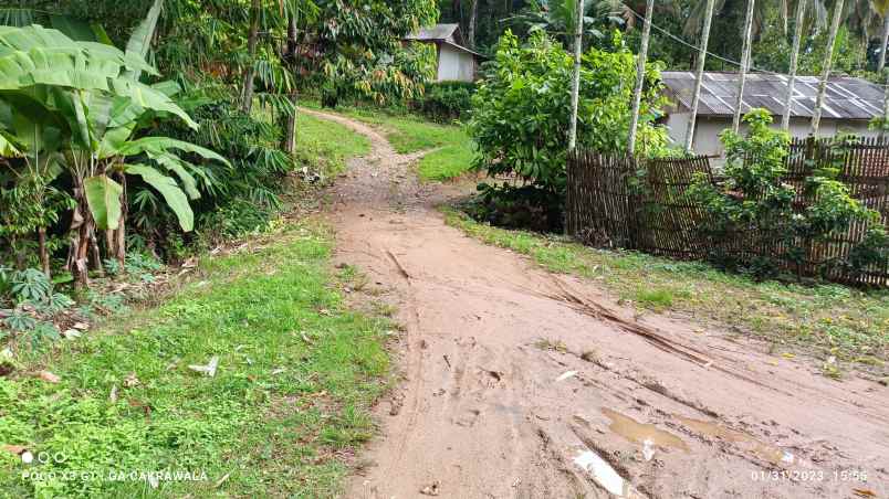 tanah di padang cermin pesawaran luas 2 4 hektar shm