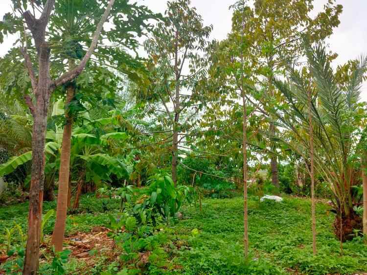 tanah kedawung sragen