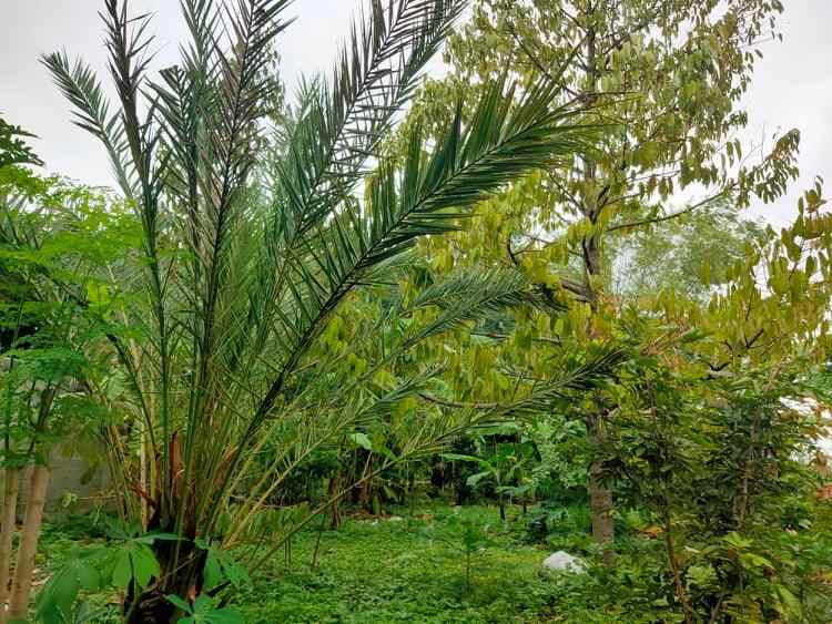 tanah kedawung sragen