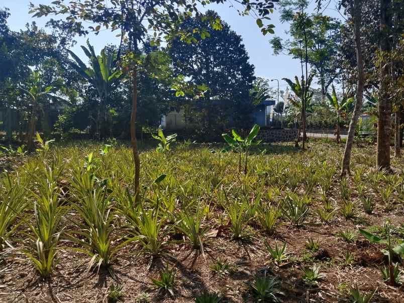 tanah strategis di jalan raya provinsi subang