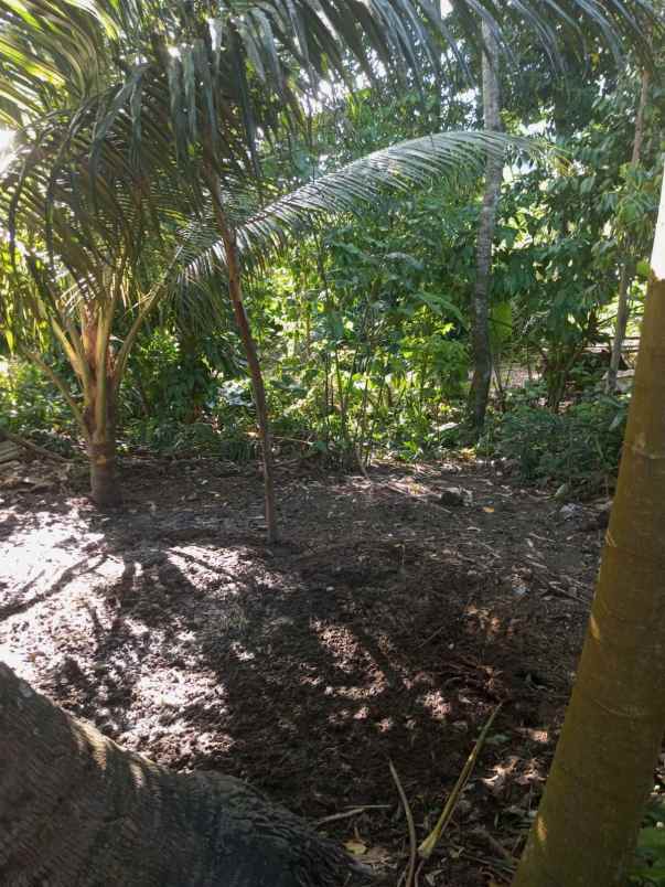 yellow zone land only 5 minutes to empathy school bali