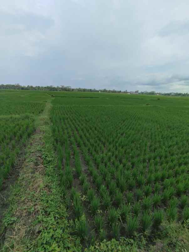 dijual sawah produktif kepanjen malang jawa timur