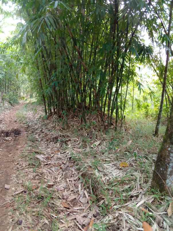 dijual tah kebun sudah shm