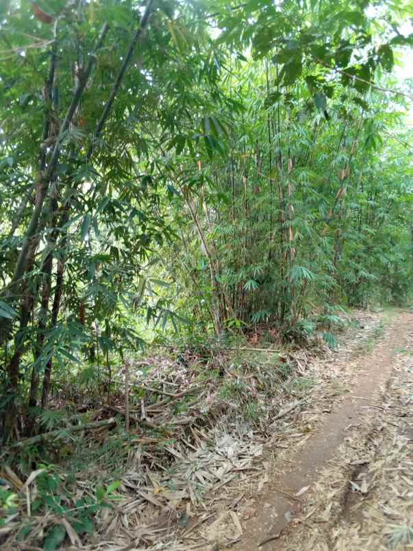 dijual tah kebun sudah shm