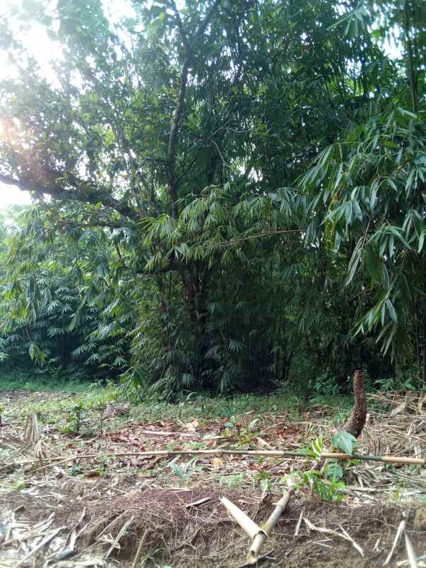 dijual tah kebun sudah shm
