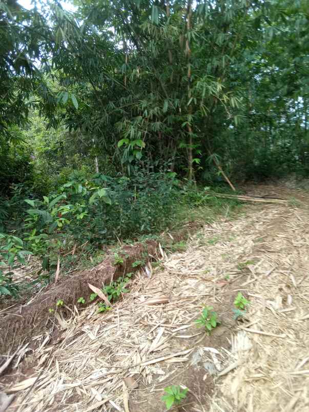 dijual tah kebun sudah shm