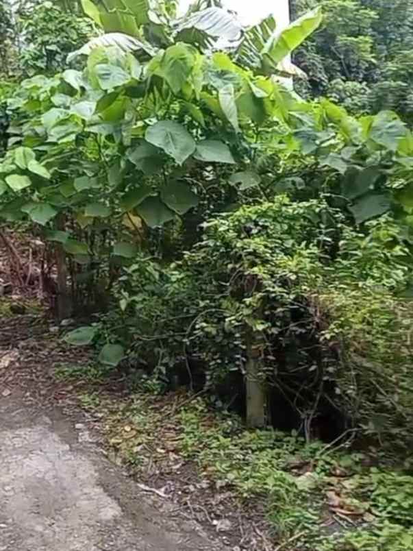 dijual tanah babakan canggu