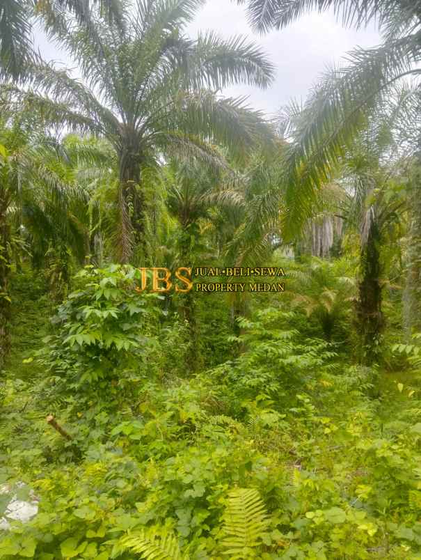 dijual tanah daerah desa garunggang kab