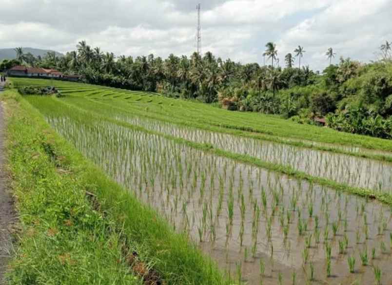 dijual tanah desa lalanglingah kec