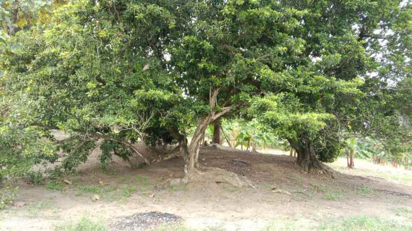 dijual tanah dukuan kidul kesamben