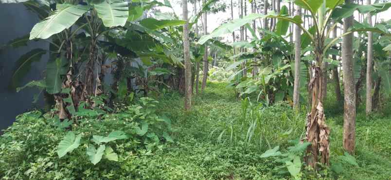 dijual tanah gedanganak