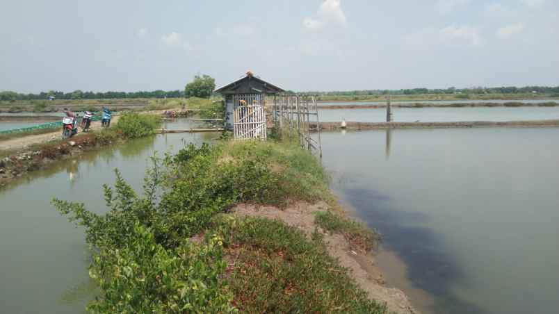 dijual tanah jalan tanggul tambak singajaya