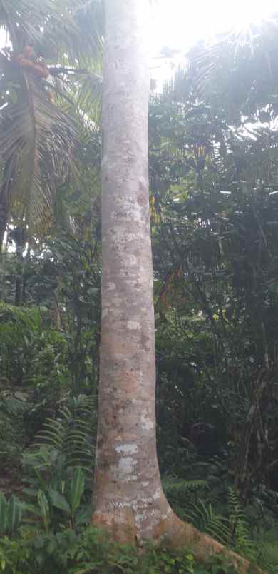 dijual tanah kebun produktif