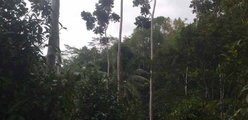 dijual tanah kebun produktif