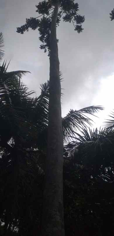 dijual tanah kebun produktif