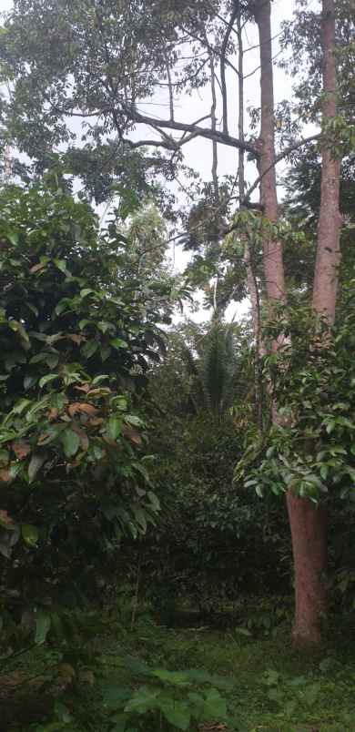 dijual tanah kebun produktif