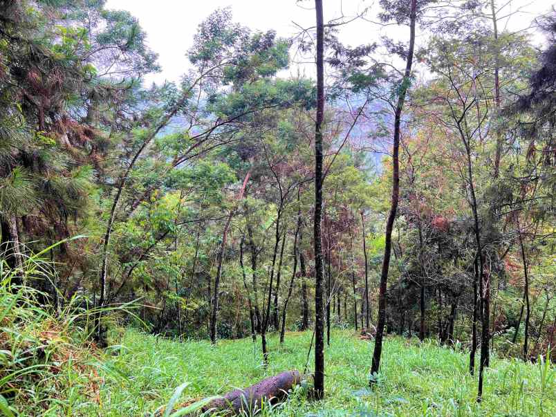 dijual tanah komplek hutan pinus kemuning karanganyar