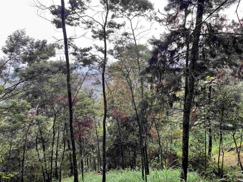 dijual tanah komplek hutan pinus kemuning karanganyar