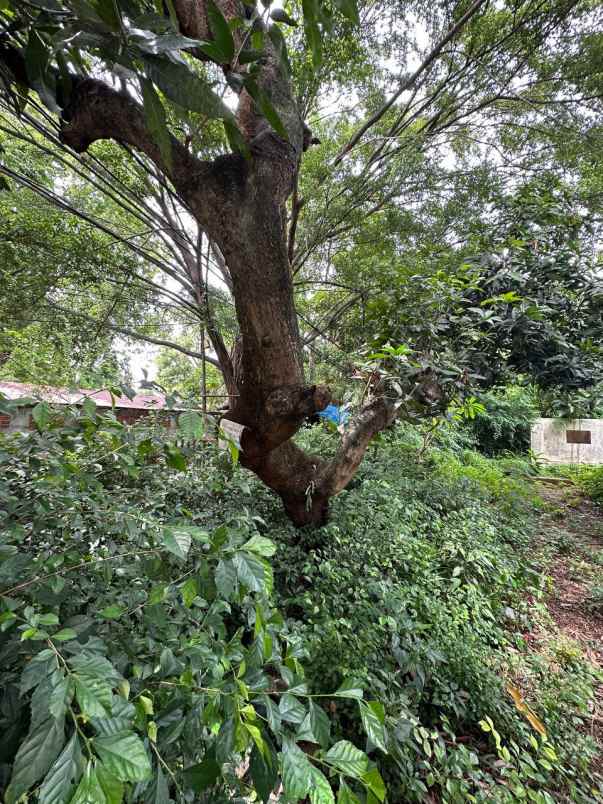 dijual tanah menteng