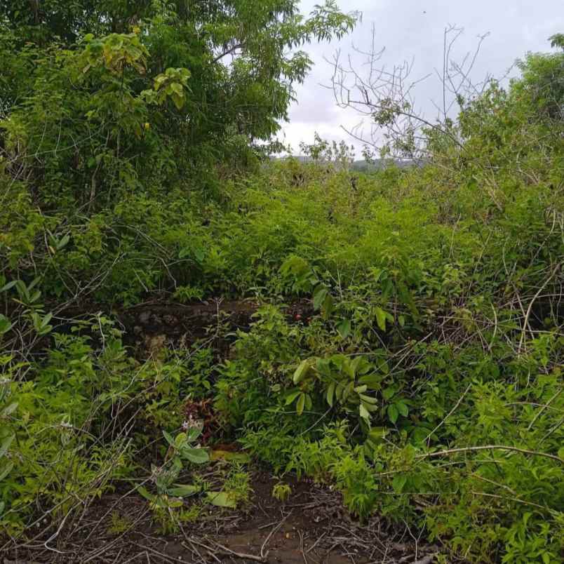dijual tanah pantai balangan