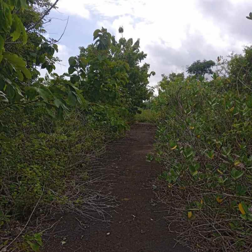 dijual tanah pantai balangan