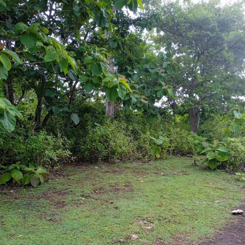 dijual tanah pantai balangan