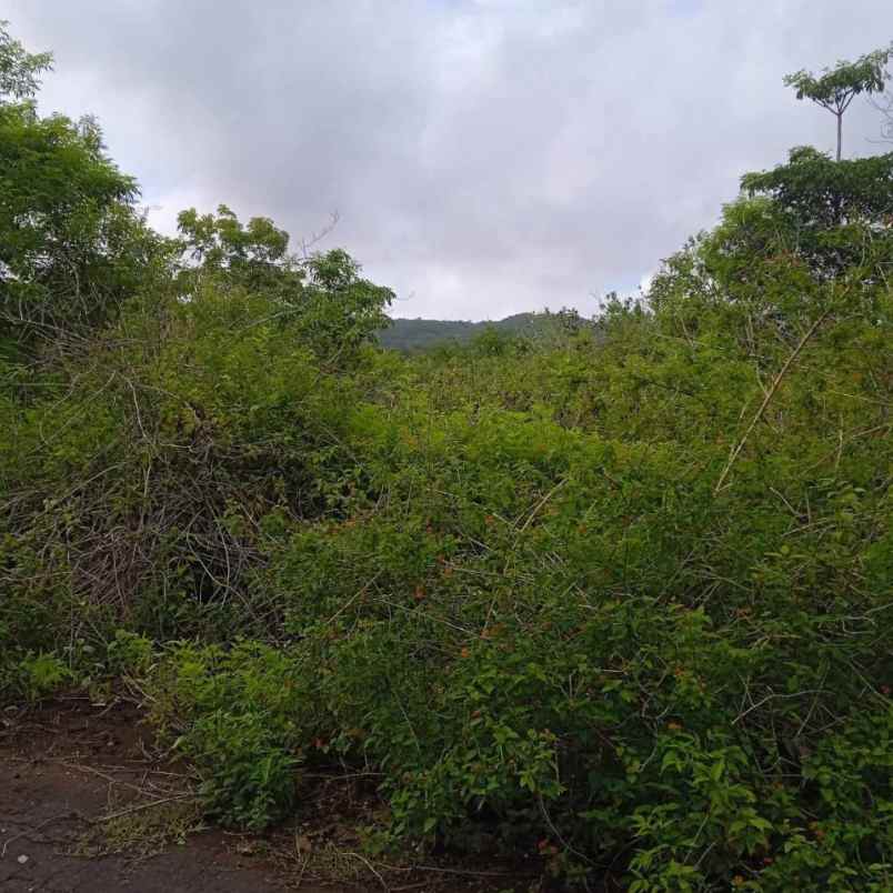 dijual tanah pantai balangan
