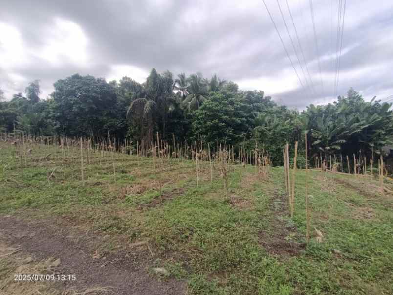 dijual tanah pekutatan jembrana bali