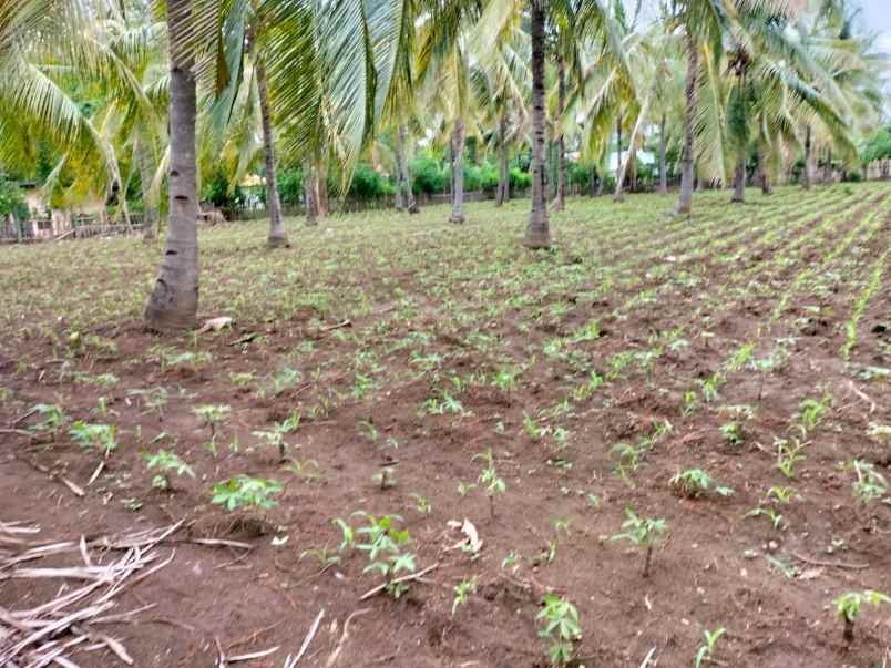 dijual tanah pertanian di lombok utara dekat rinjani