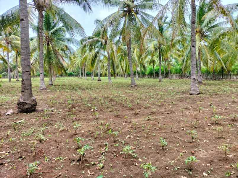 dijual tanah pertanian di lombok utara dekat rinjani