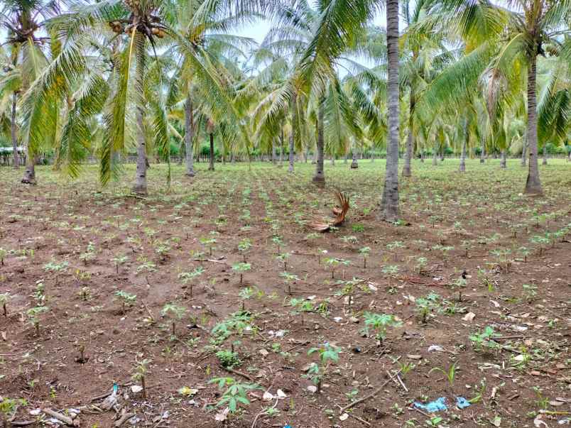 dijual tanah pertanian di lombok utara dekat rinjani