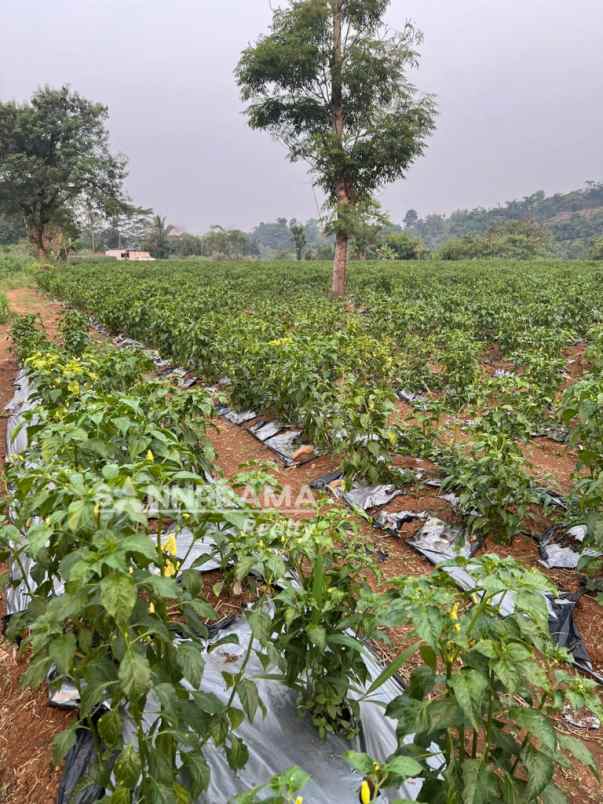 dijual tanah rancabungur bogor