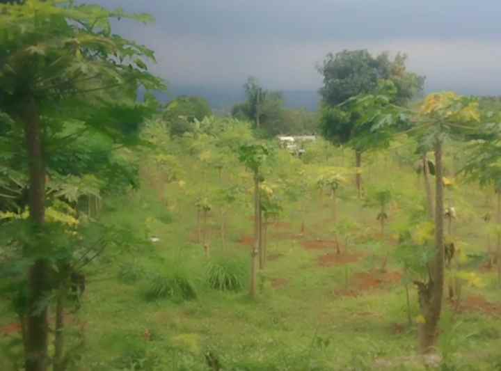 dijual tanah satu hamparan pinggir jl desa