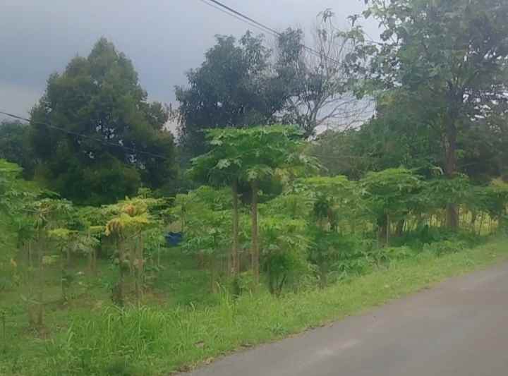 dijual tanah satu hamparan pinggir jl desa