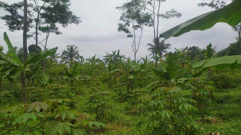 dijual tanah sukamakmur bogor