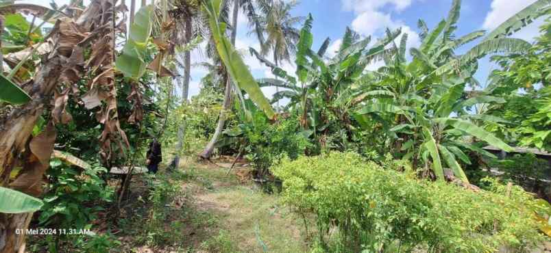 dijual tanah tanah lot