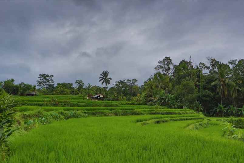 dijual tanah tegalalang ubud gianyar bali