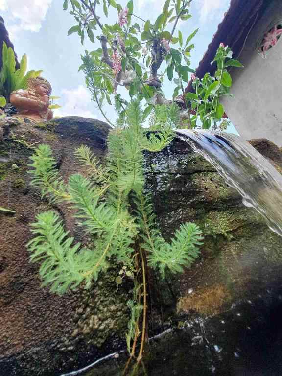 disewakan rumah di tegalalang ubud gianyar bali