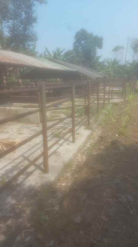 jual kandang sapi di bogor