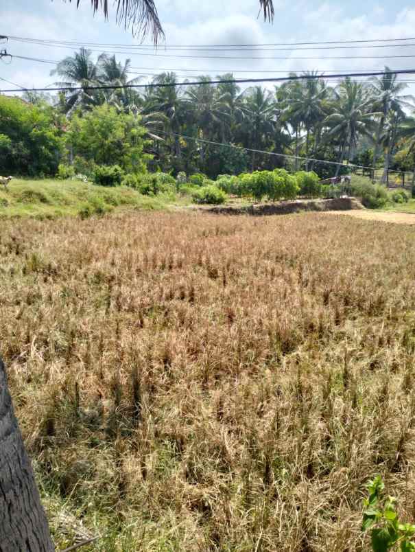 jual lahan sawah pinggir jalan raya