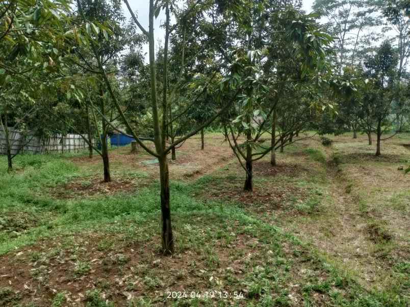 jual murah kebun durian musang king di jasinga