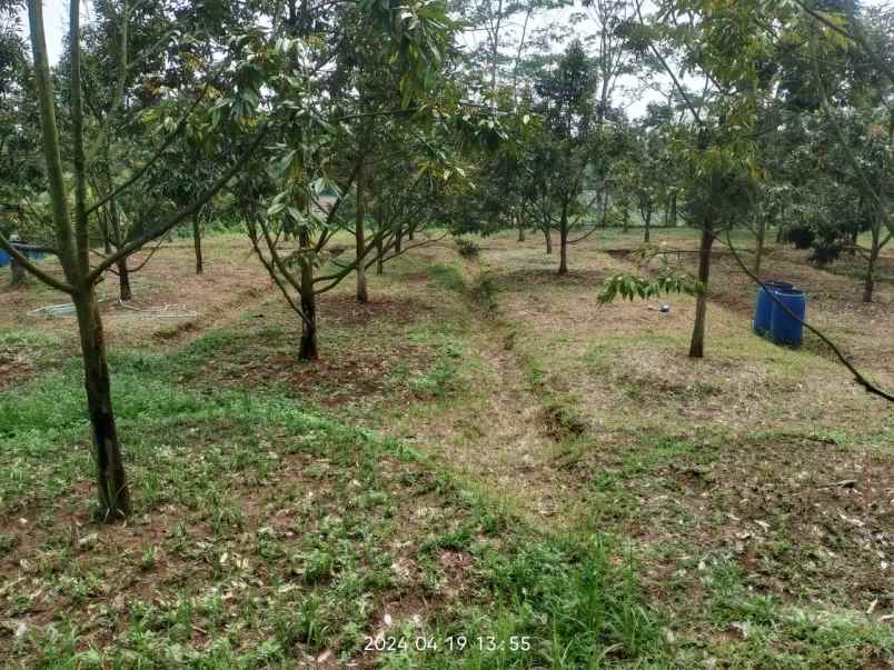 jual murah kebun durian musang king di jasinga