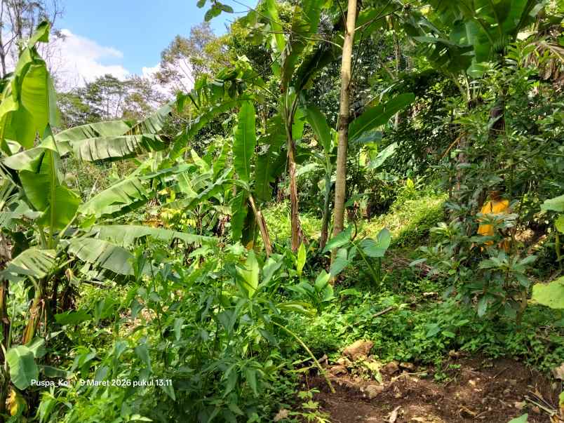 jual tanah perkebunan murah