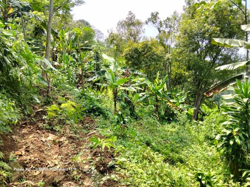 jual tanah perkebunan murah