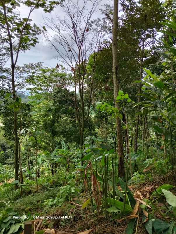 jual tanah perkebunan murah