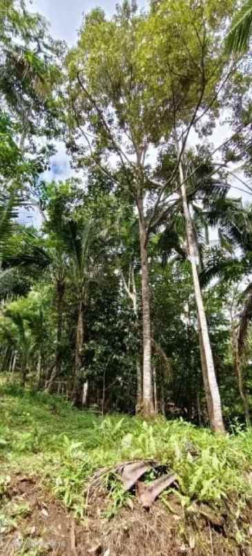 kebun durian dan manggis dekat villa bali lush tabanan